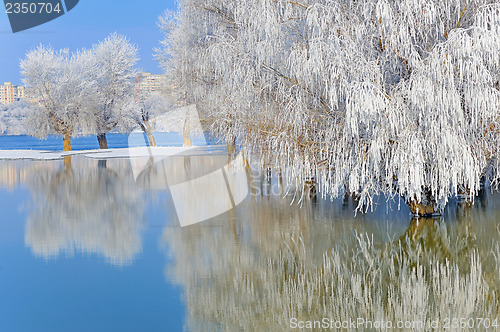 Image of winter trees covered with frost