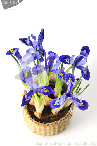 Image of Mini-iris in a pot