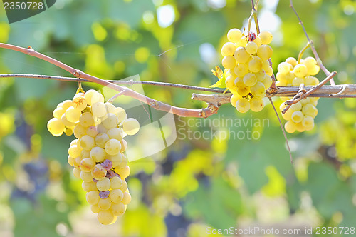 Image of Yellow grapes