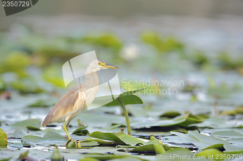 Image of Squacco Heron (Ardeola ralloides)