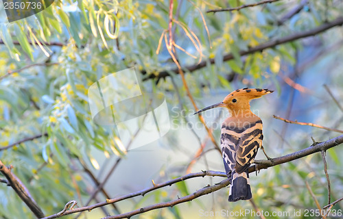 Image of Hoopoe (Upupa epops)