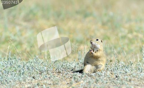 Image of Prairie dog 