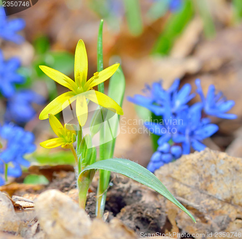 Image of Spring yellow flower