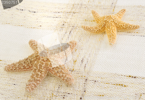 Image of starfish