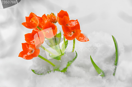 Image of Snake Flower – Ornithogalum dubium