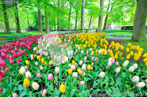 Image of Garden of tulips