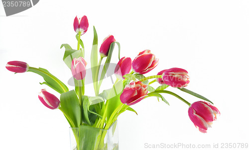 Image of tulips in vase