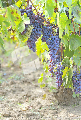 Image of Black grapes