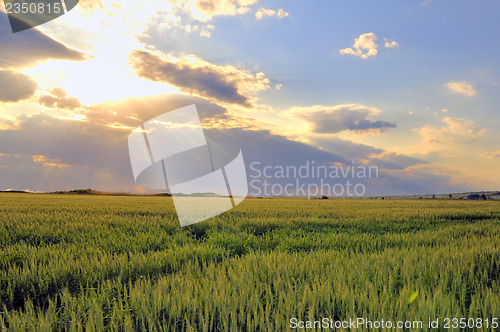 Image of wheat field with sunset