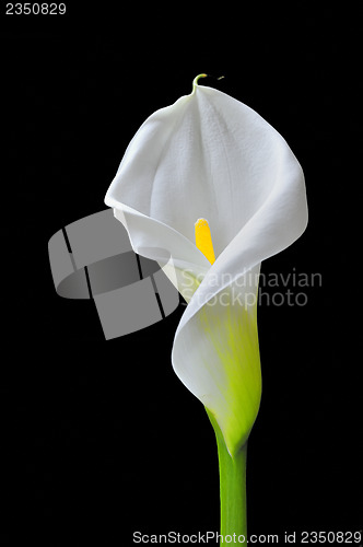 Image of beautiful calla on black background