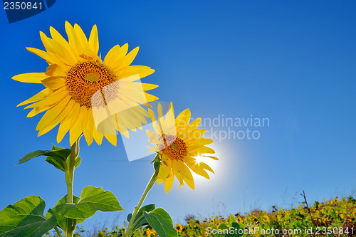 Image of Sunflowers field