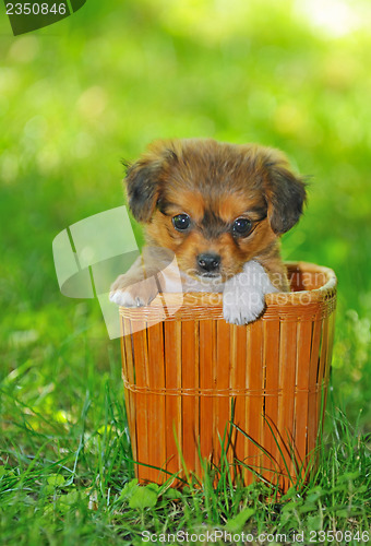 Image of pekinese puppy  dog