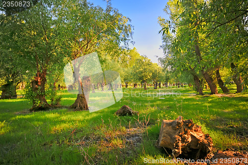 Image of Danube meadow