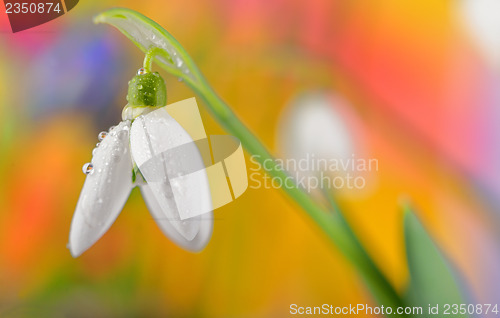 Image of Fresh snowdrop