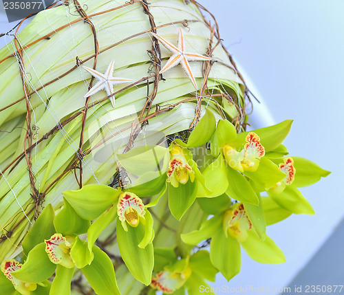 Image of decoration summer  orchid