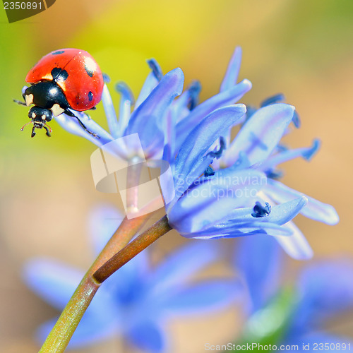 Image of ladybug on blue flower