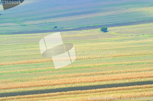 Image of summer field stripes
