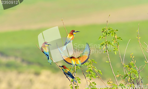 Image of european bee-eater (Merops Apiaster) outdoor