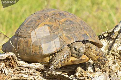 Image of turtle in the wood