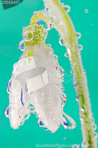 Image of snowdrop in water with bubbles on green background