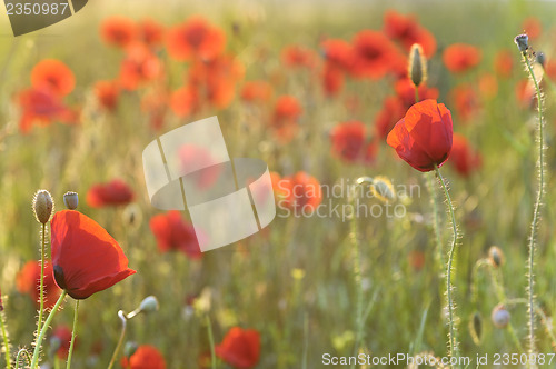 Image of Field of poppies