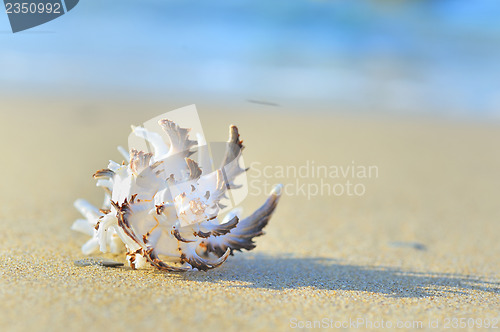 Image of seashell on the beach
