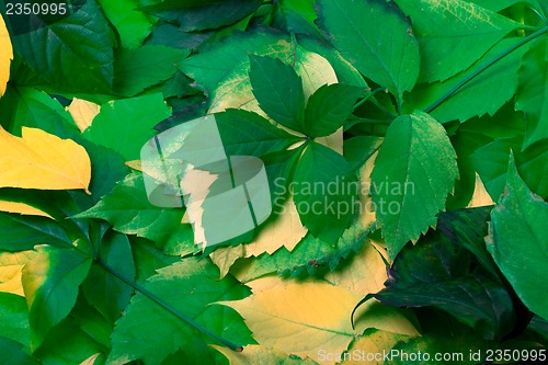 Image of Background of multicolor leaves