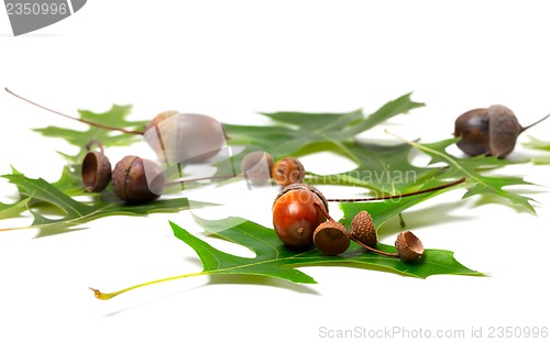 Image of Acorns and green leafs of oak 