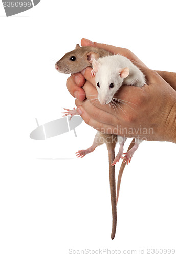 Image of Fancy rats in hands
