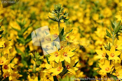 Image of A Field Of Yellow flowers