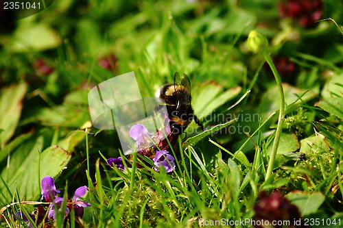 Image of a bee in the grass