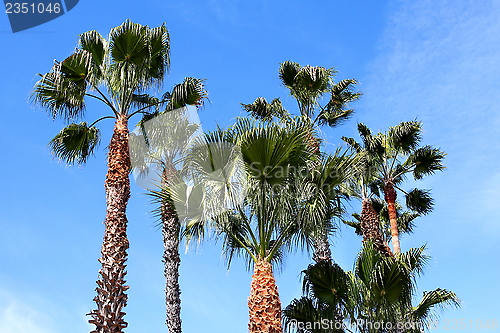 Image of Palm Trees