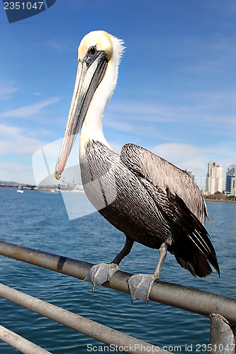 Image of Pelican