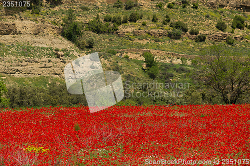 Image of Poppies