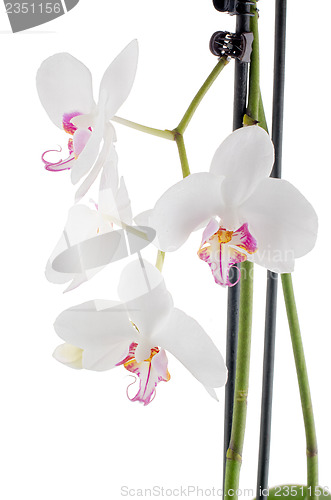 Image of White and pink orchids