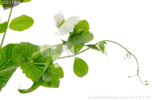 Image of Branches and flower of green pea