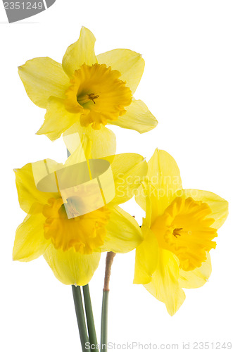 Image of Jonquil flowers