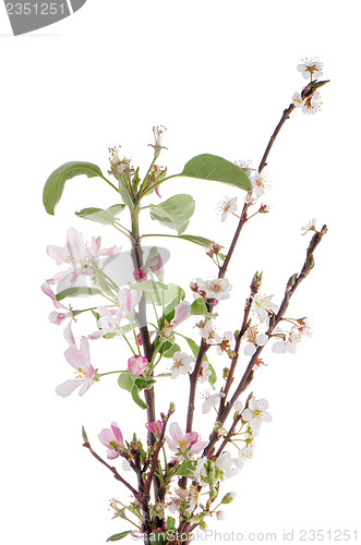 Image of Closeup of Apple blossoms
