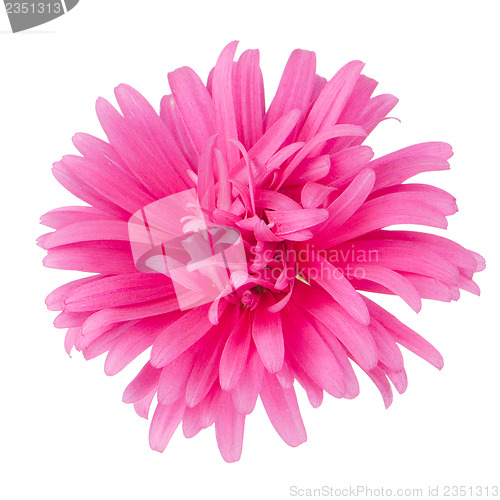 Image of Pink daisy flower 