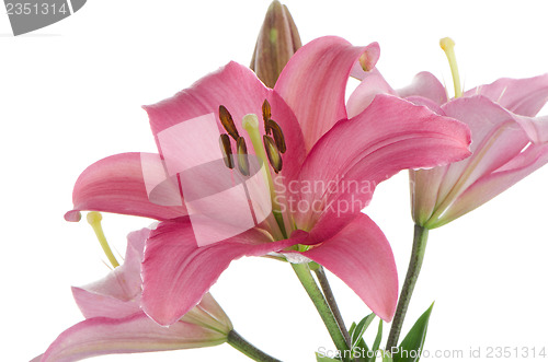 Image of Pink lilies