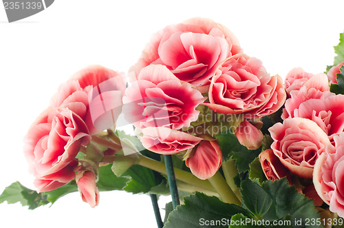 Image of Pink begonia flowers