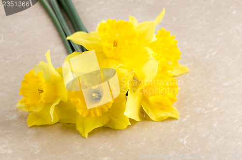 Image of Jonquil flowers