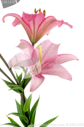 Image of Pink lilies