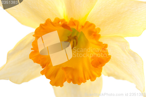 Image of Jonquil flower