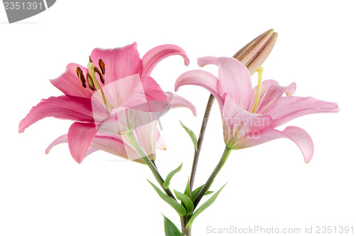 Image of Pink lilies