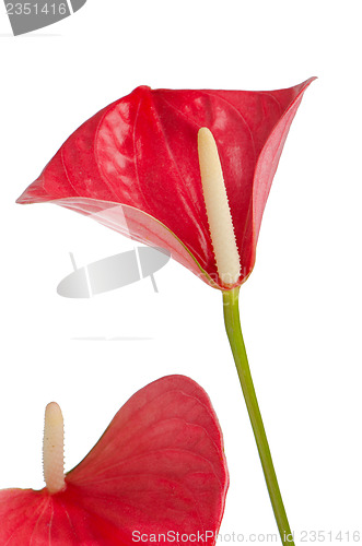 Image of Beautiful Anthedesia anthurium