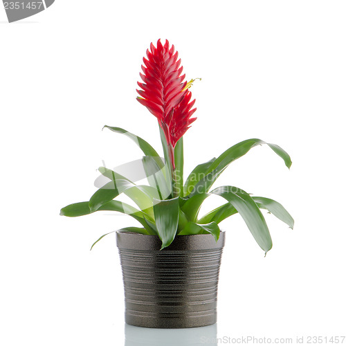 Image of Bromelia Flower