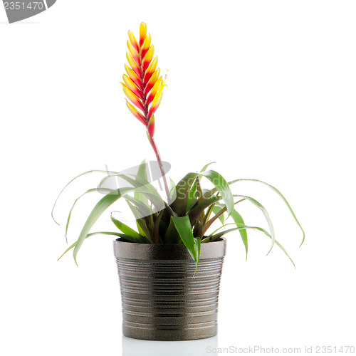Image of Bromelia Flower