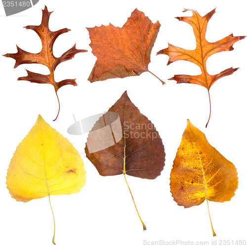 Image of Six fall leaves