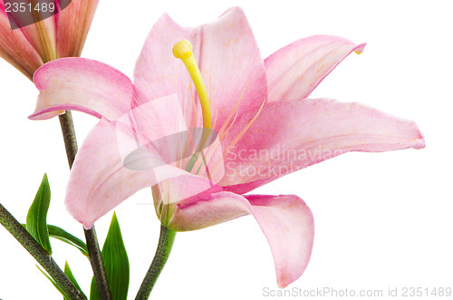 Image of Pink lilies